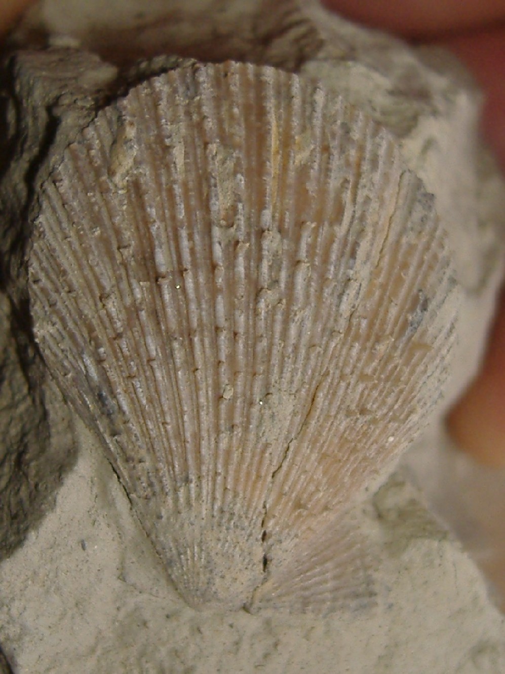 Chlamys multistriata (Poli, 1795) - Pliocene
